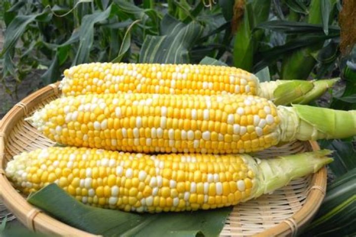 can you eat field corn