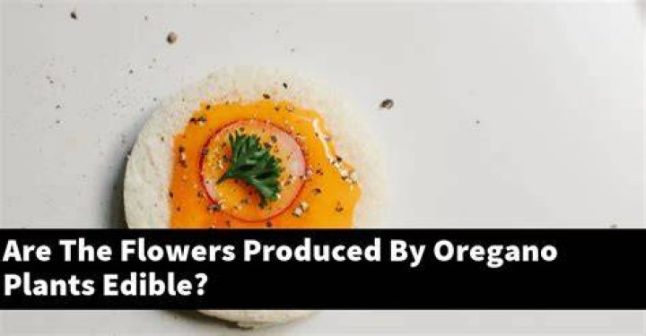 can you eat oregano flowers