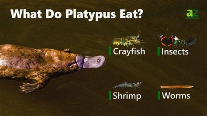 can you eat platypus