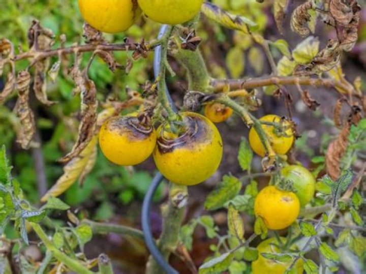 can you eat tomatoes with blight