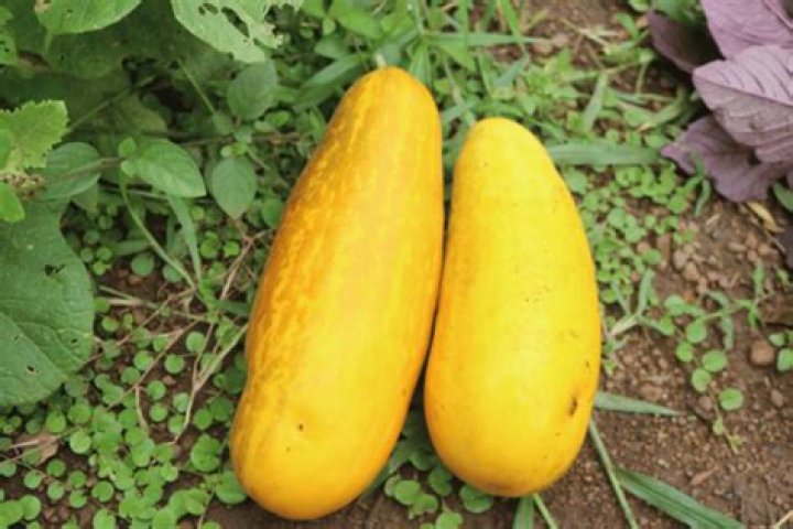 can you eat yellow cucumbers