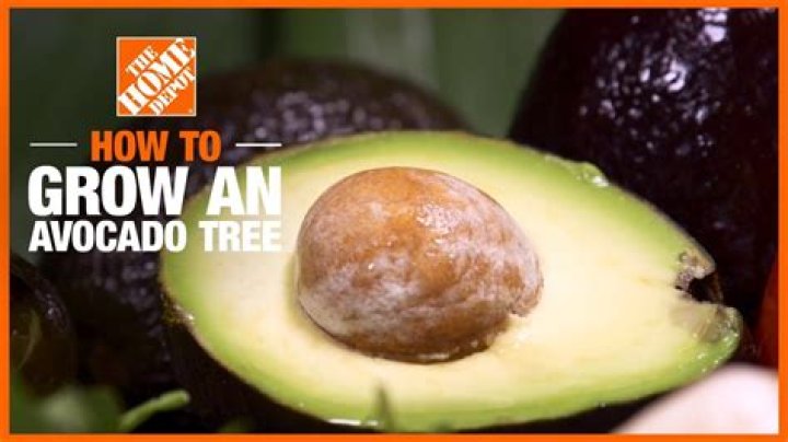 can you grow avocados in canada