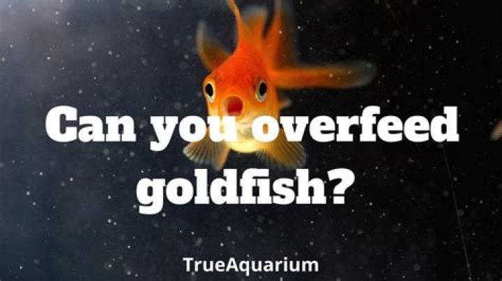 can you overfeed goldfish