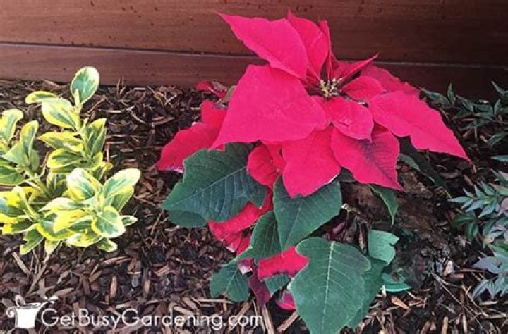 can you plant poinsettias outside in california