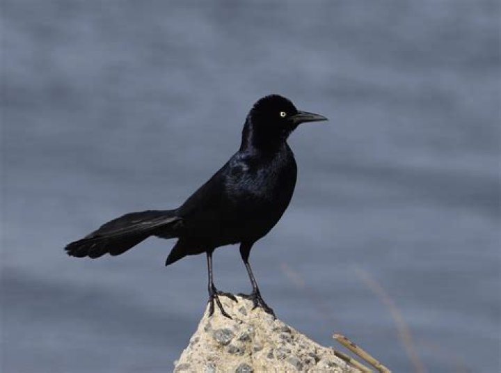 can you shoot blackbirds