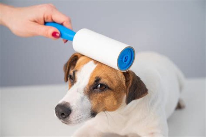 can you use a lint roller on a dog