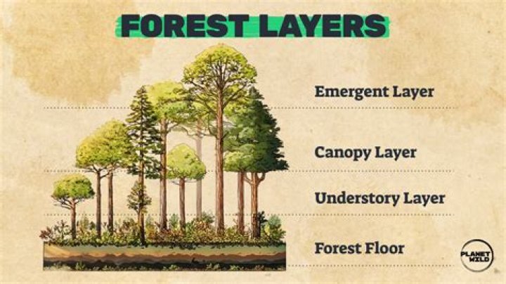canopy geography definition