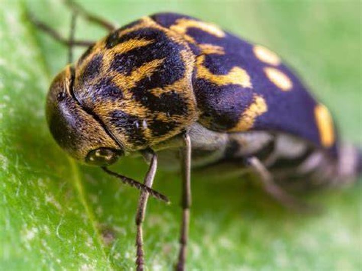 carpet beetle utah