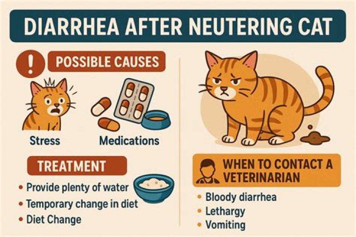 cat diarrhea after surgery