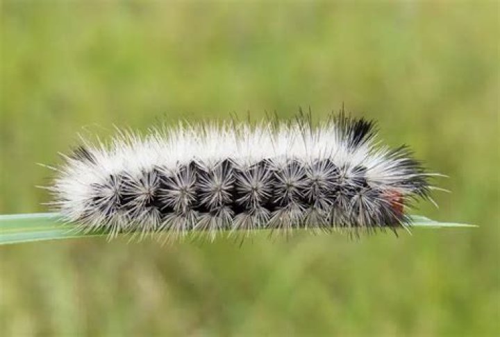 caterpillar with white spikes
