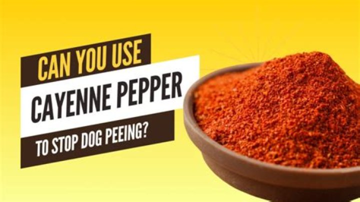 cayenne pepper dog repellent recipe