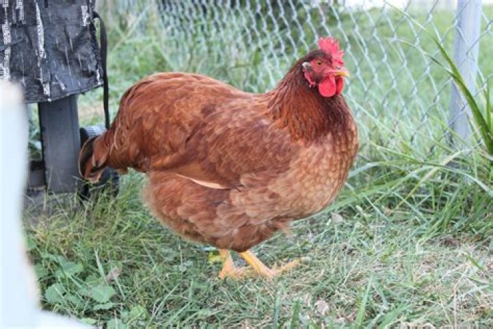 chicken tail down