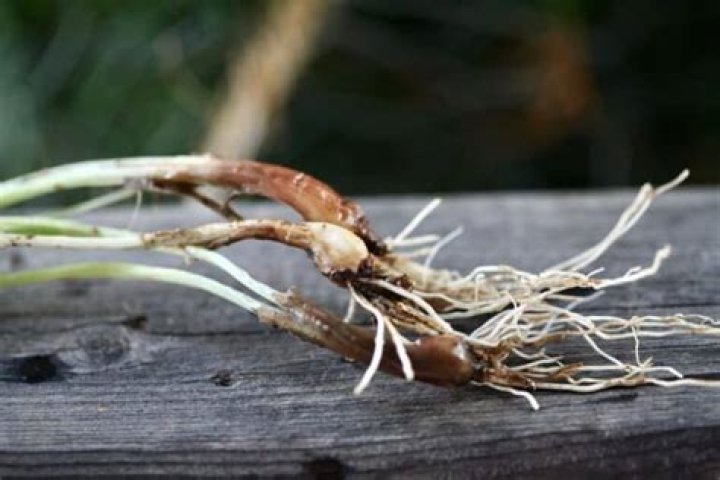 chive bulbs