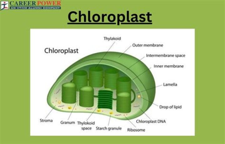 chloroplast definition for kid