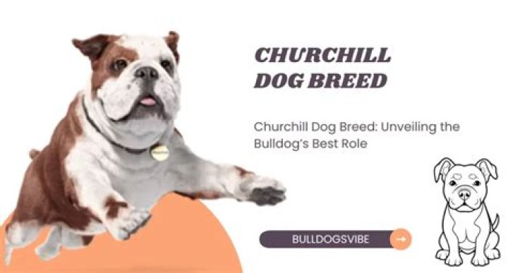 churchill dog breed