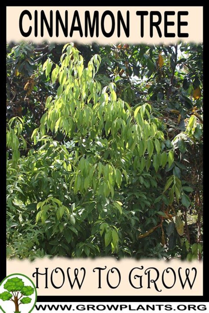 cinnamon tree growing zone