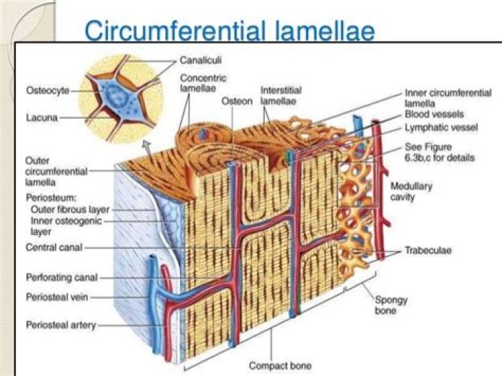 circumferential lamellae