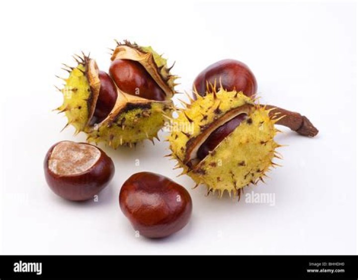 conker shells