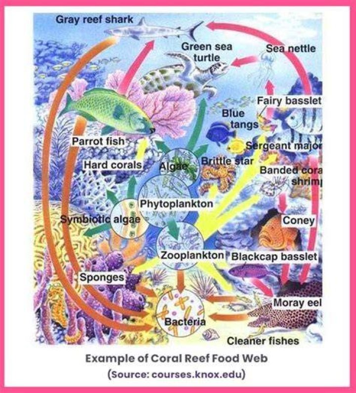 coral reef consumers