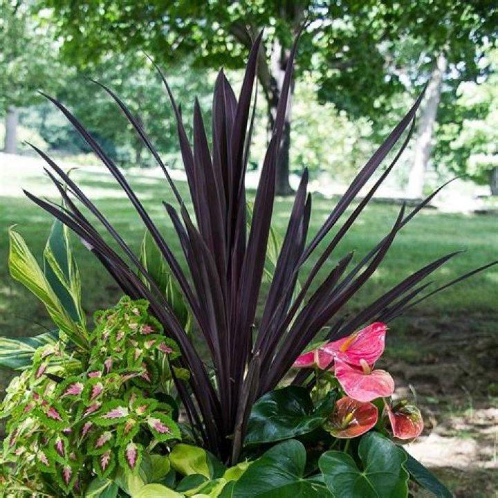 cordyline annual or perennial