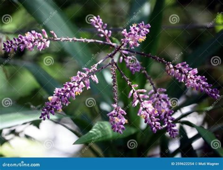 cordyline too tall