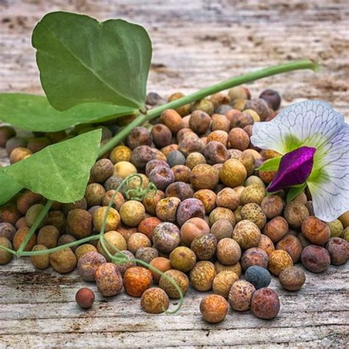 cow peas for deer