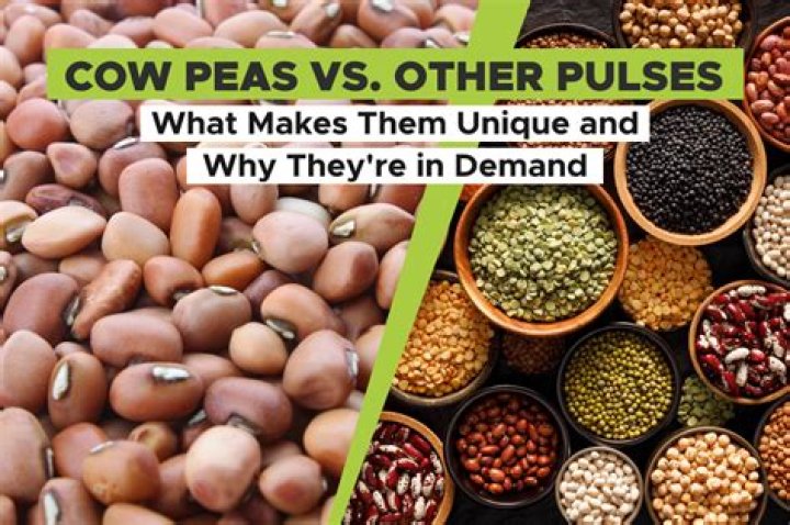 cow peas vs field peas