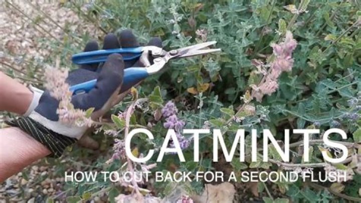 cut back catmint in fall