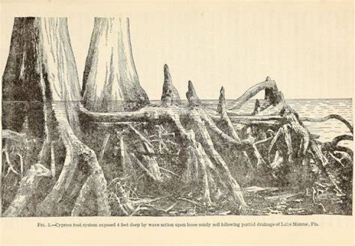 cypress tree roots