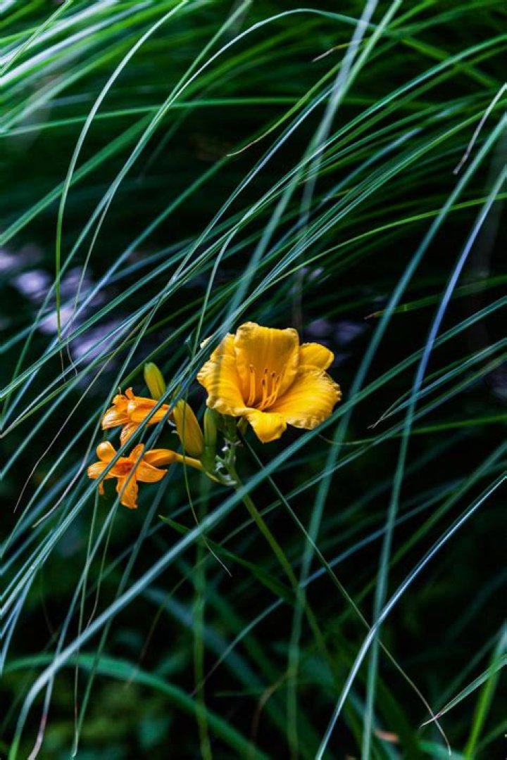 daylilies leaves turning brown
