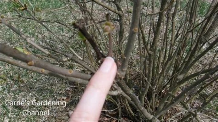 dead bush removal