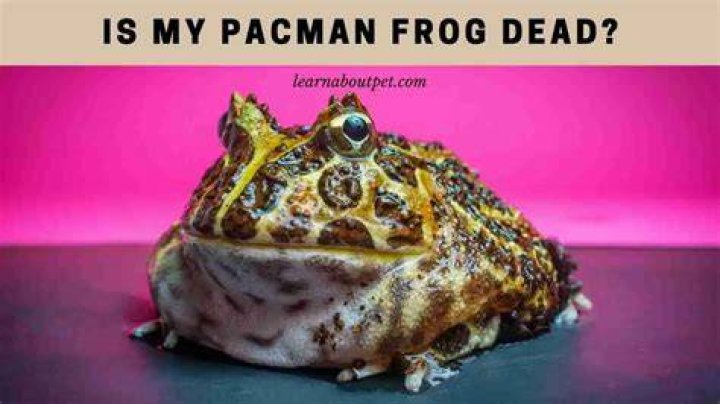 dead pacman frog