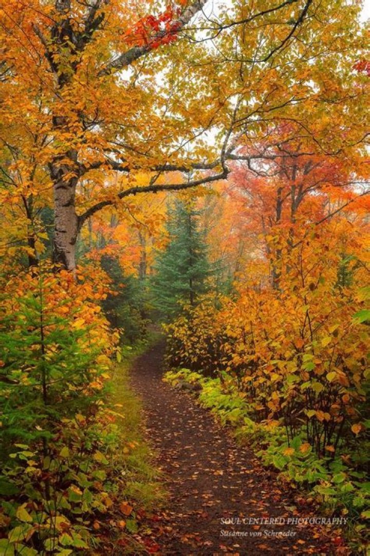 deciduous trees lose their leaves seasonally