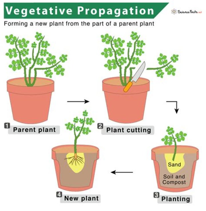 define vegetative planting