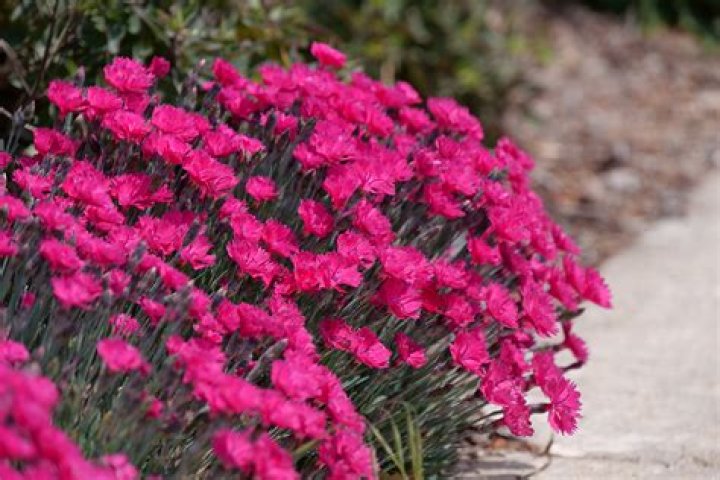 dianthus in winter