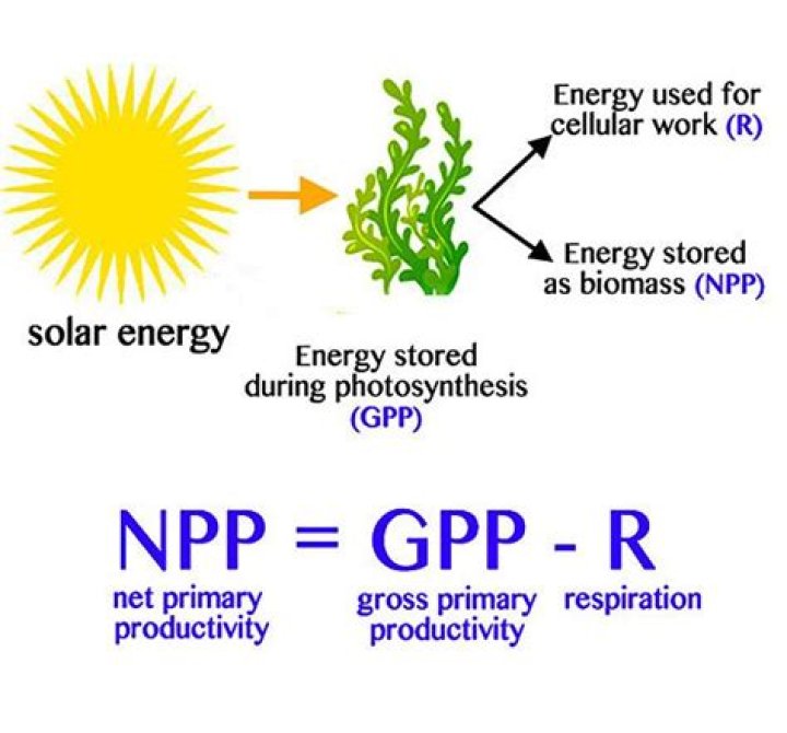 difference between gpp and npp
