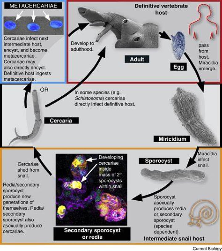 digenetic parasite example