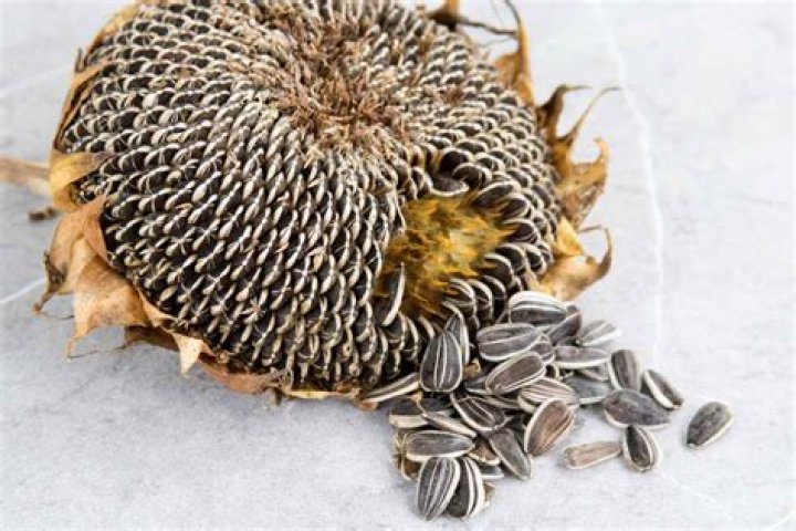 do all sunflowers have seeds