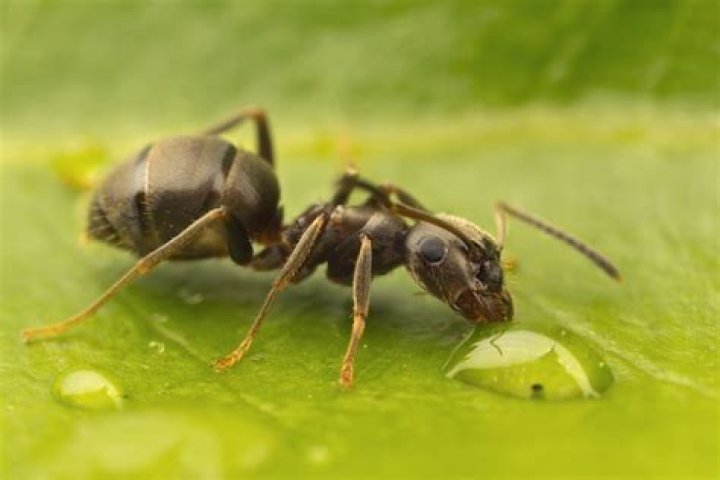 do ants drink water