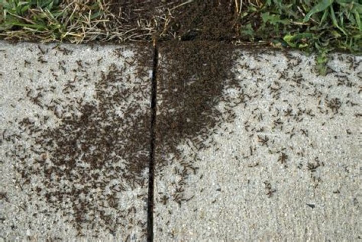Do ants swarm?