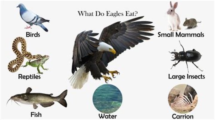 do bears eat eagles