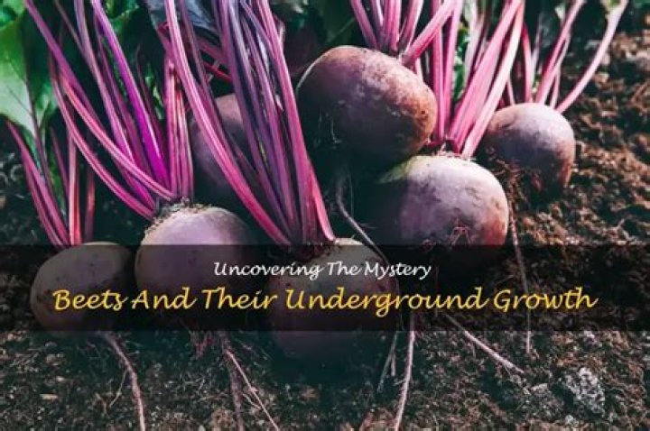 do beets grow underground