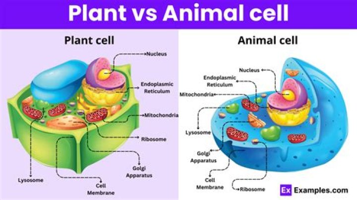 do both plant and animal cells have cytoskeleton