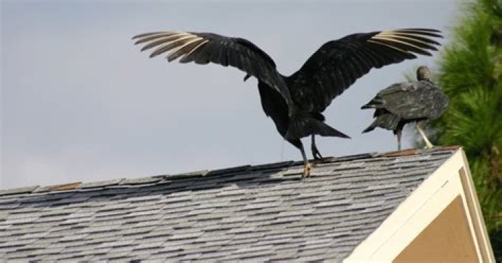 do buzzards poop