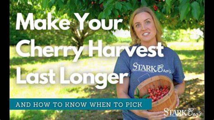 do cherries ripen after picking