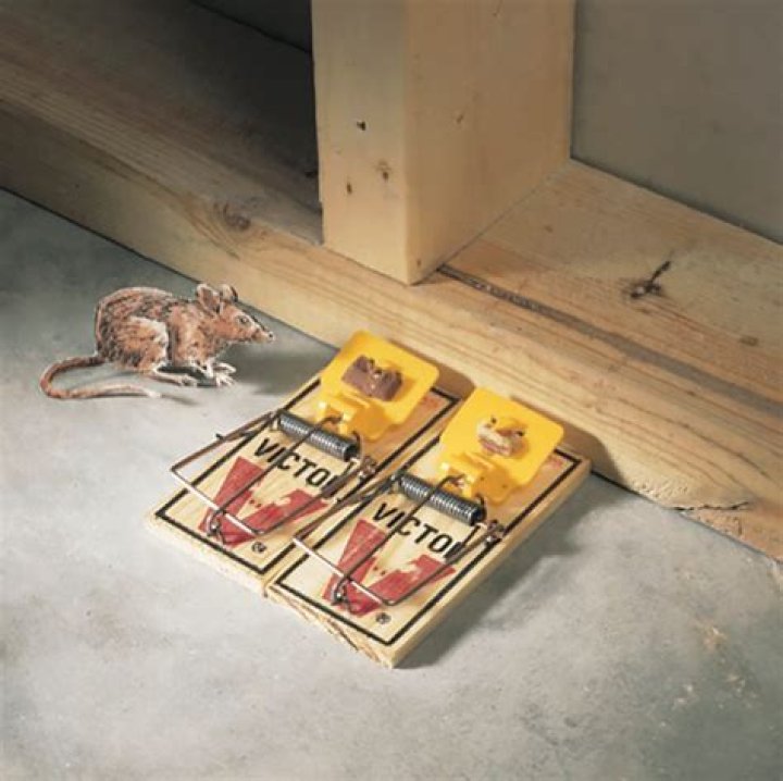 do dead mice attract other mice