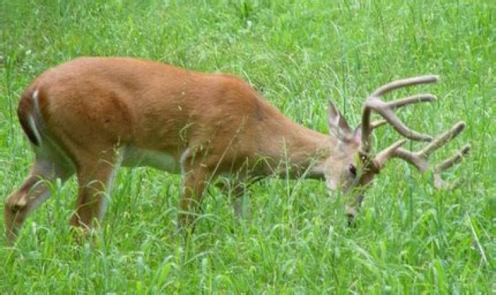do deer eat grass