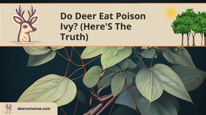 do deer eat ivy