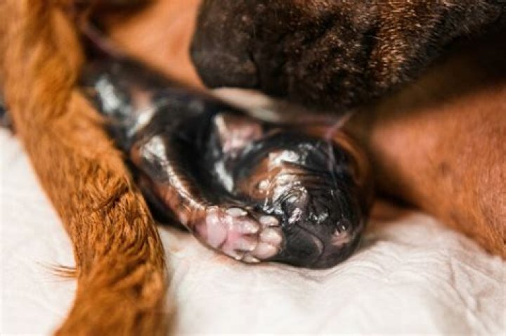 do dogs bleed after giving birth