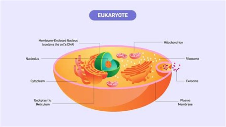 do eukaryotes have fimbriae